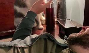 Boop the Snoot to Light the Room