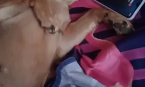 Dogs Reacting to Owners Voice Over the Phone