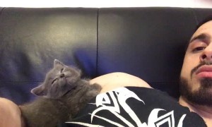 Kitten Slowly Lays Back and Falls Asleep