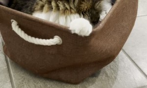 Helpful Cat Cleans Floors