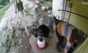 Stevie the Turkey Pecks Owner in the Butt