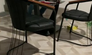 Crow Assists in Express Money Transfer