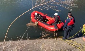 Firefighters rescue deer from canal
