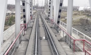Hare Outruns Train on the Tracks