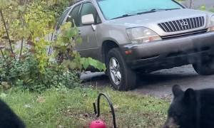 Bear Cubs Munch on Pumpkin