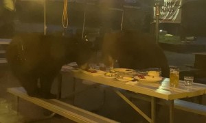 Bears Beat Busser To Outdoor Buffet