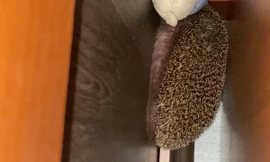 Hedgehog Tries His Hardest To Carry Toy