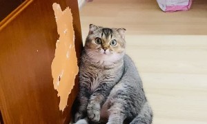 Cute Kitty Cat Begs for Treat