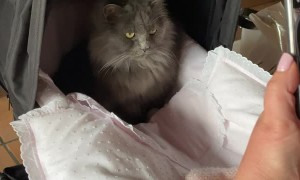 Cute Cat Hangs Out in Baby Stroller
