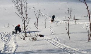 Otter Slides Down Snowy Hill