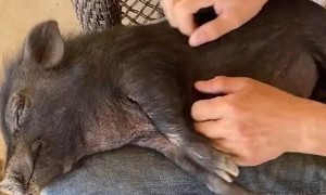Rescue Piggy Enjoys Relaxing Massage