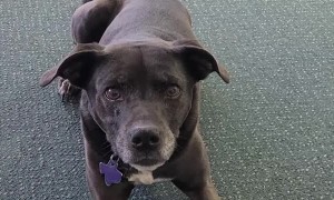 Dog Sneezes On Command