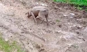 Viola the Dog Play in Mud Looks Like a Pig