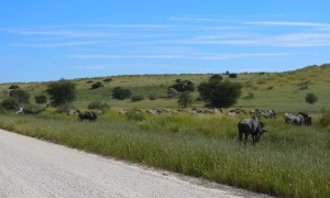 Blue Wildebeest Herd Crossing the Road