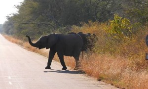 Impatient Safari Guide Upsets Herd of Elephants