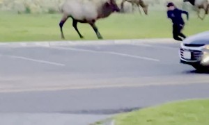 Bull Elk Charges Yellowstone Tourist