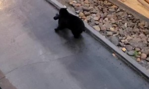Gutsy Black Bear Takes Off With Trash