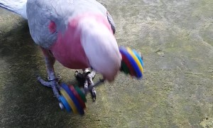 Parrot Shows off Weight Lifting Talents