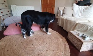 Border Collie Puts Up With Playful Kitten