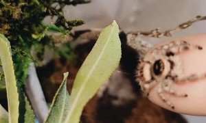 Bea the Jumping Spider Wants Some Attention from Mom
