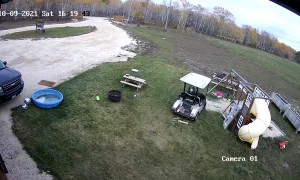 Dog Crashes Golf Cart into His Owner's Truck