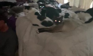 Roommate of Cat Trainer Has no Room Left on His Bed