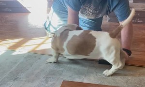 Basset Hound Helps Dad Lay Laminate