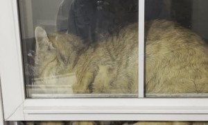 Cat Somehow Stuck Between Two Windows
