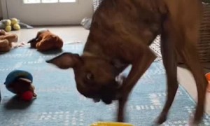 Puppy has priceless reaction to tasting a lemon