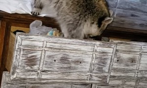 Raccoon Nestles in for a Nap