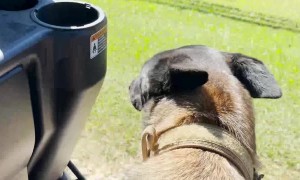 Poor Pup Gets Stick Stuck in Mouth
