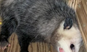 Pup Takes Pop-Tart From Opossum