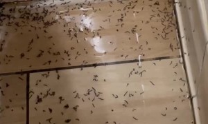 Hotel Has  a Worm Problem