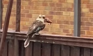 Hungry Kookaburra Uses Fence to Stun Frog