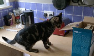 Ready Toast Pops Cat Off Counter