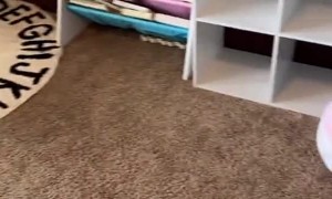 Toddler Finds a Shortcut to Cleaning Room