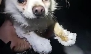 Dog Has a Habit of Finding Lost Dogs