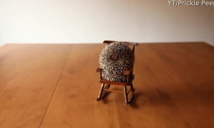 Prickly Pals Share Rocking Chair