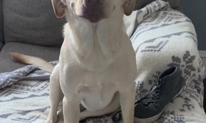 Rudee the Lab Has no Regrets About Chewing Shoe