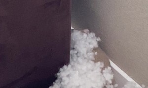 Rats Play in Couch Stuffing