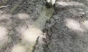 Mud Loving Doggy Relaxes in Sloppy Ditch