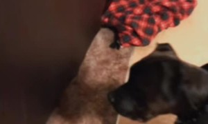 Foster Husky Puppy Stuck Inside the Couch