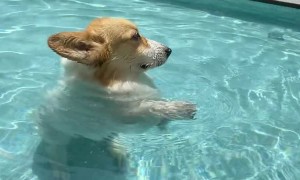 Corgi Discovers New Way of Swimming