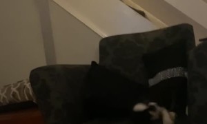 Panda Pug Takes a Shortcut