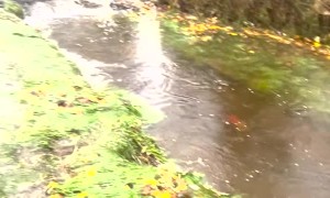Salmon Jump From Stream to Street