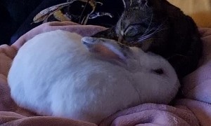 Cat Grooms Bunny After His Bunny Brother Passed Away