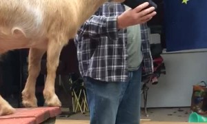 Pet Goat Wants a Drink