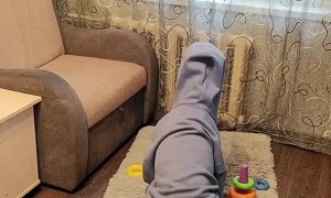 Renters Disguise Dog as Kid