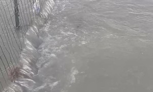 Salmon Swimming in the Backyard