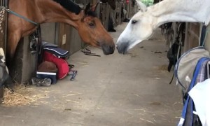 Horses Stretch Across Stable to Be Close